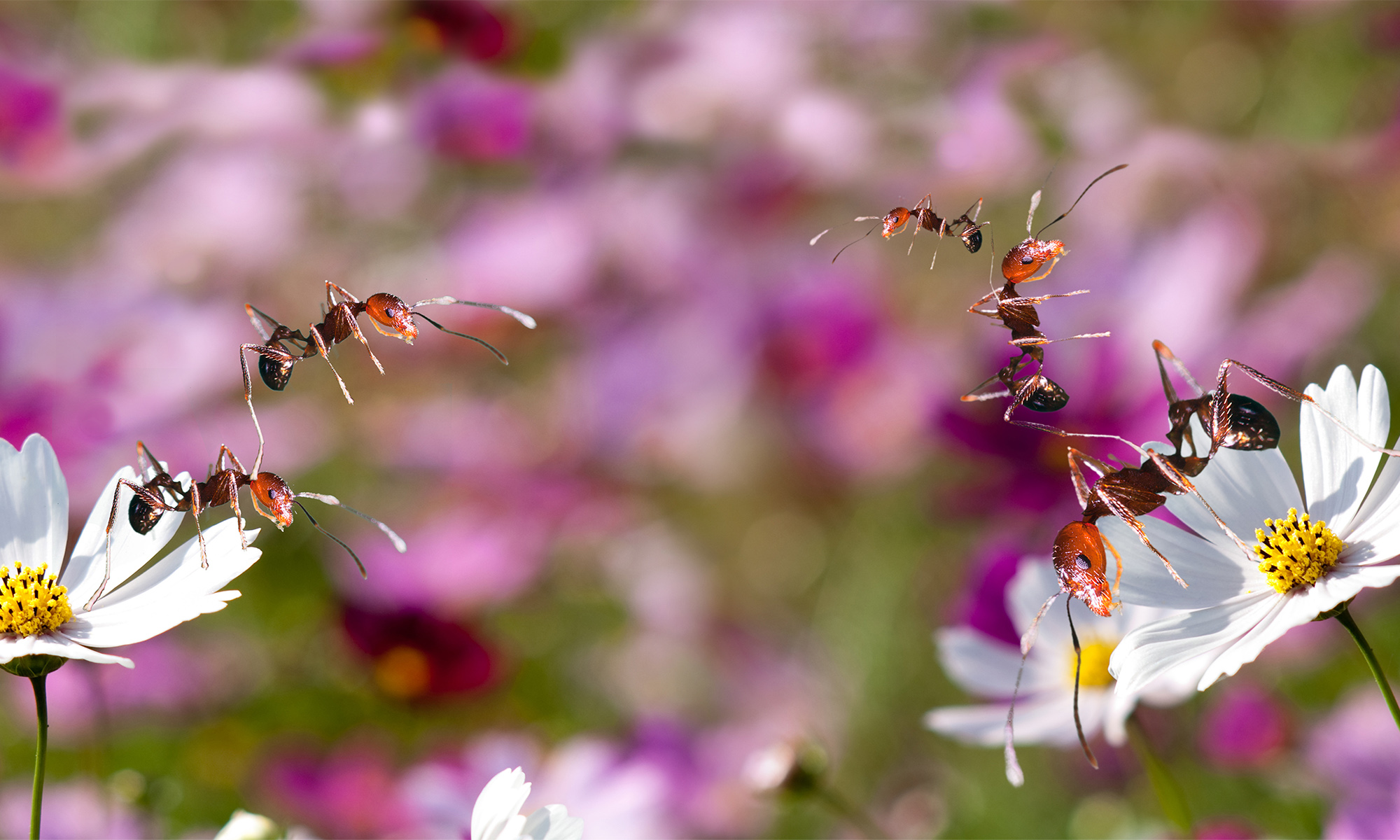 Ants working together